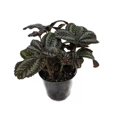 Product Live Terrarium Plants