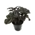 Live Terrarium Plants image thumbnail 1