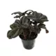Product Live Terrarium Plants