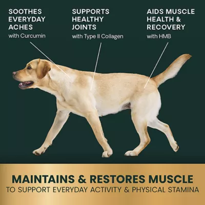 Product VetriScience Dog HMB (Muscle and Joint Support)