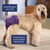 Top Paw® Female Reusable Dog Diapers - Solid Colors - 3 Count image thumbnail 3