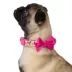 Top Paw® Valentines Day Dog Collar image thumbnail 1