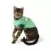 Top Paw® St Patty's Tee image thumbnail 2