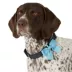 Top Paw® New Puppy Collar Slide image thumbnail 2