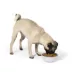 Top Paw® Anti-Slip Bowl image thumbnail 2