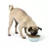 Top Paw® Anti-Slip Bowl image thumbnail 2