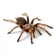 Product Mexican Red-Knee Tarantula
