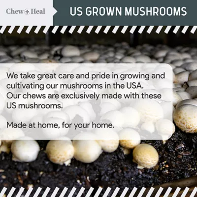 Product Chew + Heal Immune Support Mushroom Complex Soft Chews for Dogs