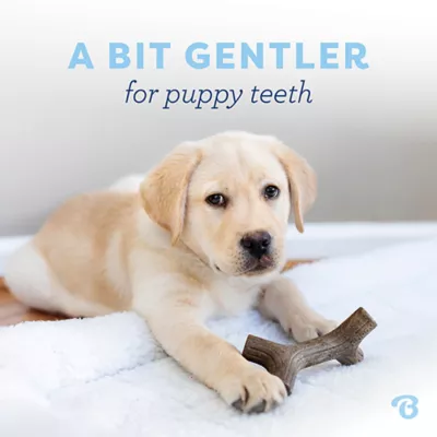 Product Benebone® Puppy Maple Stick 2 Pack