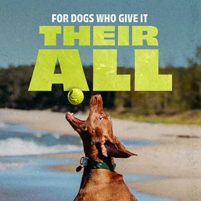 Product Benebone® Natural Rubber Ball