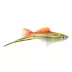 Pineapple Swordtail image thumbnail 1