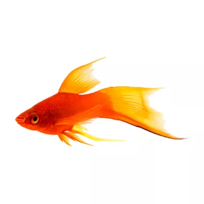 Product Red Velvet Swordtail