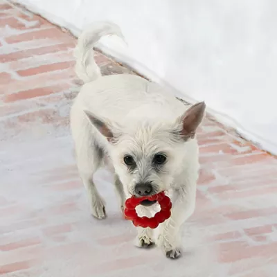 Product KONG® Ring Small/Medium