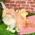Hugsmart Cat Toy - Meow Buddies Avocado, 2 Pack image thumbnail 4