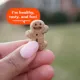 Product Buddy Biscuits Softies All Life Stages Soft & Chewy Dog Treats - Peanut Butter 6 oz