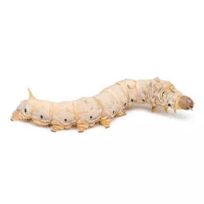 Pre-Pack Bombyx Mori Silkworms, 12 Count - Image 2