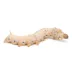 Pre-Pack Bombyx Mori Silkworms, 12 Count image thumbnail 2