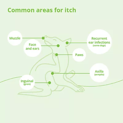 Dechra, DermAllay Oatmeal Spray Conditioner for Dogs, Cats & Horses - Image 5