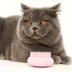 Pet Teezer Cat Grooming Brush - Short- Medium Fur - Pink image thumbnail 5