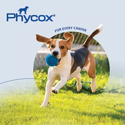 Product Dechra, Phycox Canine Joint Support Soft Chews