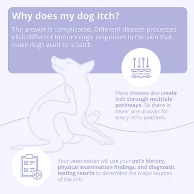 Product Dechra, Mal-A-Ket Skin Health Shampoo for Dogs, Cats & Horses, 8 Oz