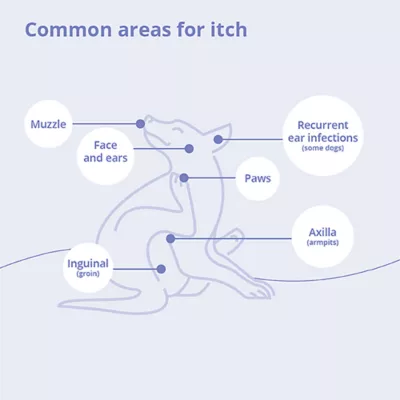 Product Dechra, MiconaHex+Triz Skin Health Shampoo for Dogs, Cats & Horses