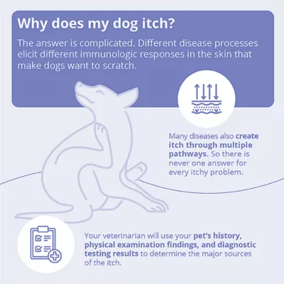 Product Dechra, MiconaHex+Triz Skin Health Shampoo for Dogs, Cats & Horses