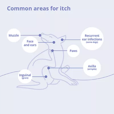 Dechra, MiconaHex + Triz Spray Conditioner for Dogs, Cats & Horses - Image 4