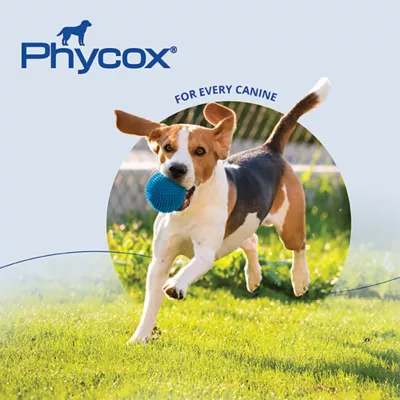 Product Dechra, Phycox MAX Canine Small Bites Advanced, Hip & Joint Supplement for Dogs, 120 Count