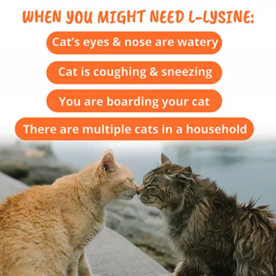 Product Under the Weather L-Lysube Soft Chews for Cats - Salmon, 60 chews