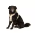 Arcadia Trail® Magnetic Harness image thumbnail 1