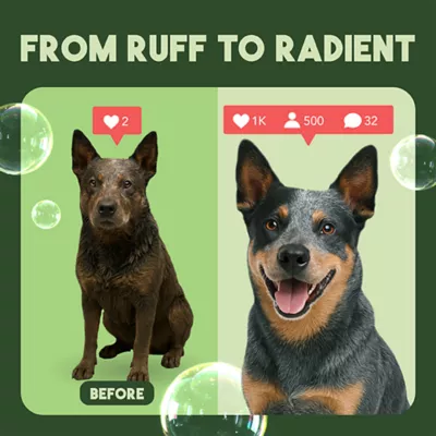 TropiClean Aloe and Coconut Deodorizing Shampoo for Pets, 591ml - Image 6