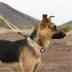 Arcadia Trail® Lightweight Collar image thumbnail 5
