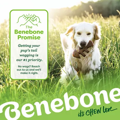 Product Benebone® 4 Pack Dog Chew Toys