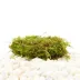 Top Fin® Underwater Worlds® Live Plant Moss Cup image thumbnail 1