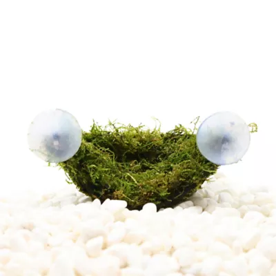 Top Fin® Underwater Worlds® Live Plant Coco Husk With Moss - Image 1