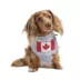 HOTEL DOGGY "Wagging for the Win" Jersey Dog Bandana image thumbnail 1
