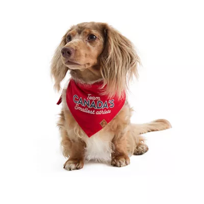 HOTEL DOGGY "Smallest Athlete" Jersey Dog Bandana - Image 2