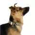 Arcadia Trail® Magnetic Collar image thumbnail 2