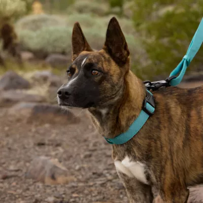 Arcadia Trail® Light Weight Dog Collar Ultra Reflective Material for Nighttime Visibility - Image 5