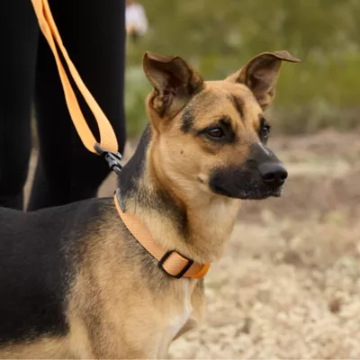 Arcadia Trail® Lightweight Collar - Image 5