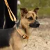 Arcadia Trail® Lightweight Collar image thumbnail 5