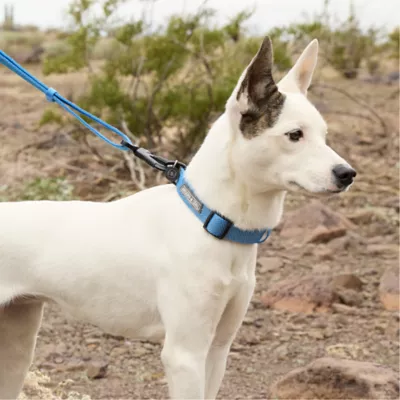 Arcadia Trail® Light Weight Dog Collar Ultra Reflective Material for Nighttime Visibility - Image 5