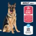 Authority Everyday Health Large Breed Adult Dry Dog Food - Lamb image thumbnail 3