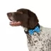 Top Paw® Soiree Collar Slide Dog image thumbnail 1