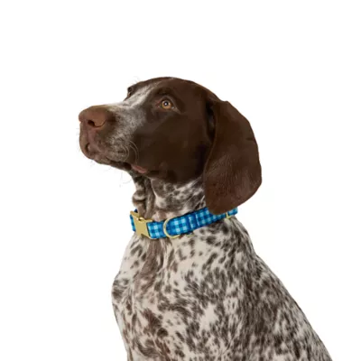 Top Paw® Soiree Gingham Collar Dog - Image 1