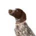 Top Paw® Soiree Flower Dog Collar image thumbnail 1