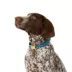 Top Paw® Soiree Collar Woodland Dog image thumbnail 1