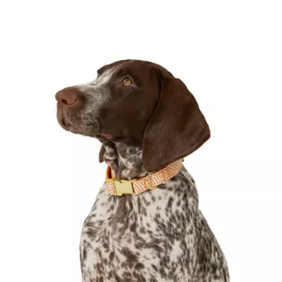 Top Paw® Soiree Dots Collar Dog - Image 1