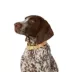 Top Paw® Soiree Dots Collar Dog image thumbnail 1